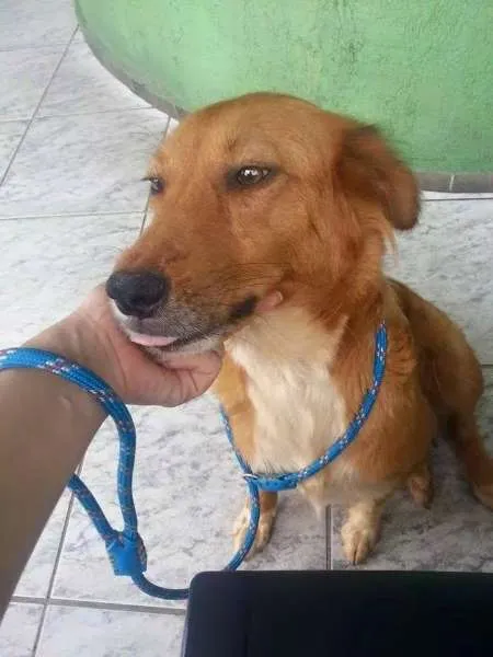 Cachorro raça SRD idade 2 anos nome MEL