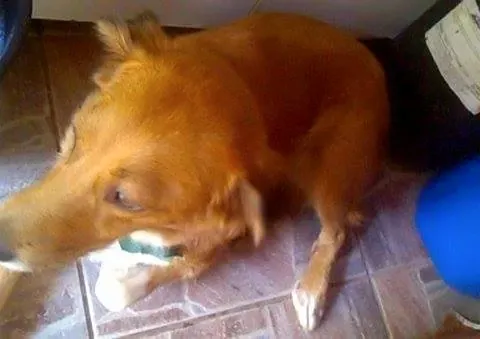 Cachorro raça SRD idade 2 anos nome MEL