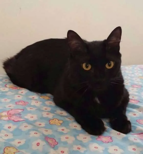 Gato raça SRD idade 2 anos nome Albert