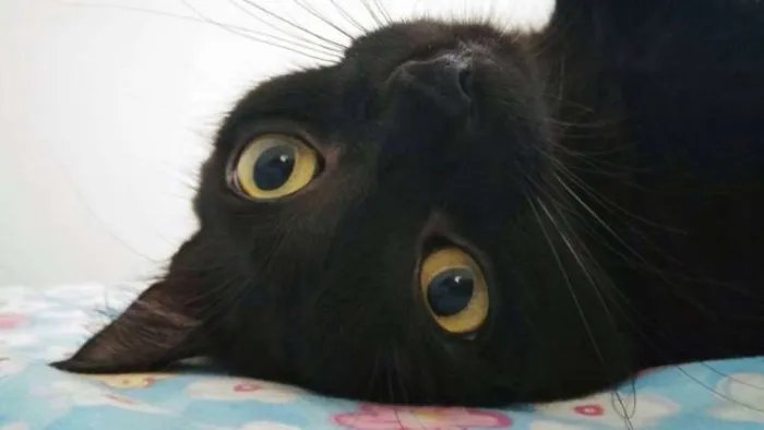 Gato raça SRD idade 2 anos nome Albert