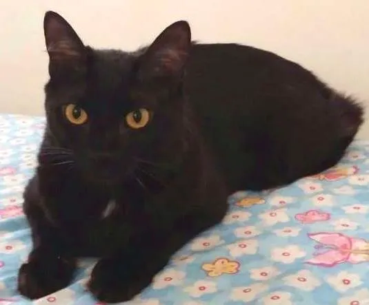 Gato raça SRD idade 2 anos nome Albert