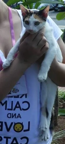 Gato raça SRD idade 2 a 6 meses nome Jana