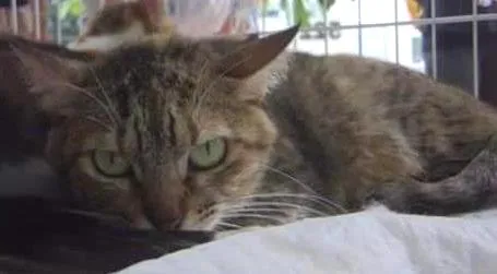 Gato raça SRD idade 3 anos nome Leona