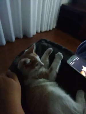 Gato raça vira lata idade 2 a 6 meses nome sem nome