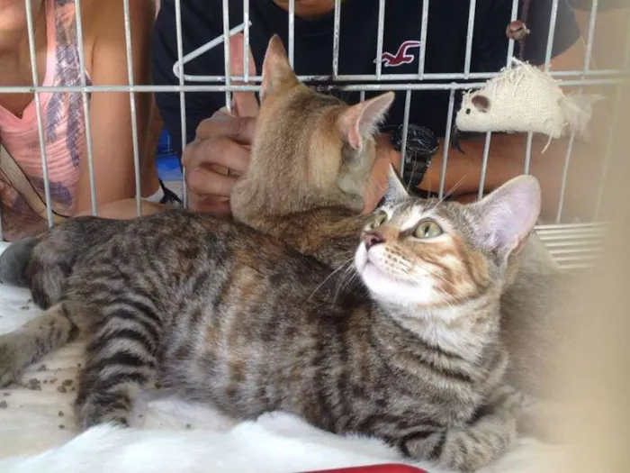 Gato raça SRD idade 2 a 6 meses nome Nina