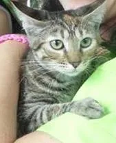 Gato raça SRD idade 2 a 6 meses nome Nina