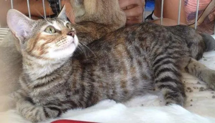 Gato raça SRD idade 2 a 6 meses nome Nina