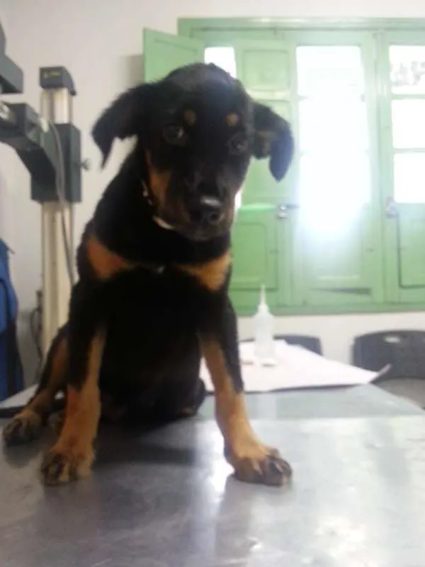 Cachorro raça SRD idade 7 a 11 meses nome SOL