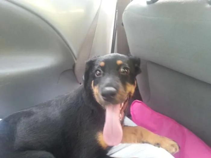 Cachorro raça SRD idade 7 a 11 meses nome SOL