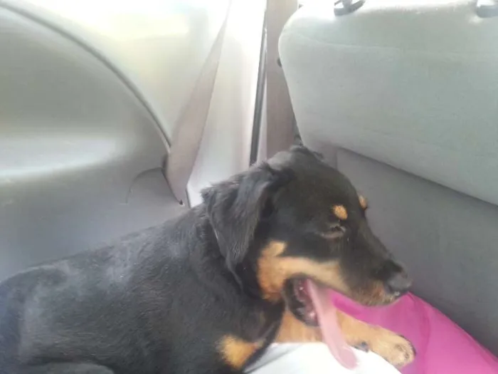 Cachorro raça SRD idade 7 a 11 meses nome SOL