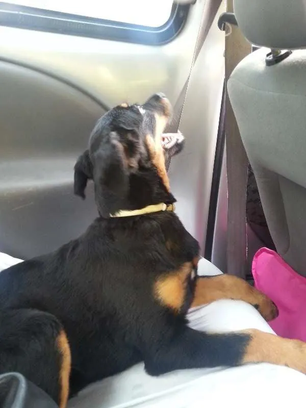 Cachorro raça SRD idade 7 a 11 meses nome SOL