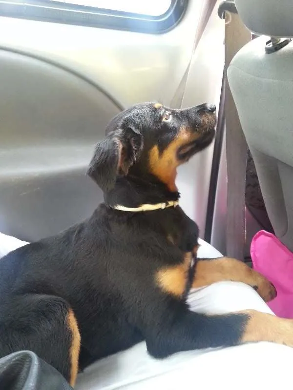 Cachorro raça SRD idade 7 a 11 meses nome SOL