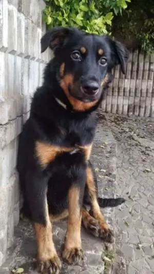 Cachorro raça SRD idade 7 a 11 meses nome SOL