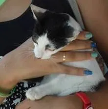Gato raça SRD idade 2 a 6 meses nome Flor