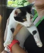 Gato raça SRD idade 2 a 6 meses nome Flor