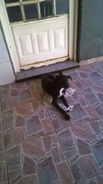 Cachorro raça SRD idade 1 ano nome SAVANA