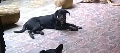 Cachorro raça SRD idade 1 ano nome SAVANA