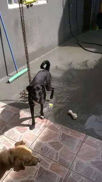 Cachorro raça SRD idade 1 ano nome SAVANA