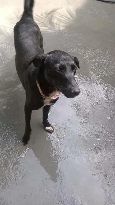 Cachorro raça SRD idade 1 ano nome SAVANA