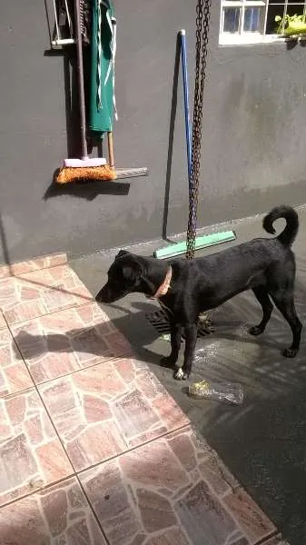 Cachorro raça SRD idade 1 ano nome SAVANA