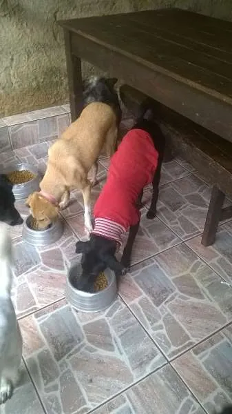Cachorro raça SRD idade 1 ano nome SAVANA