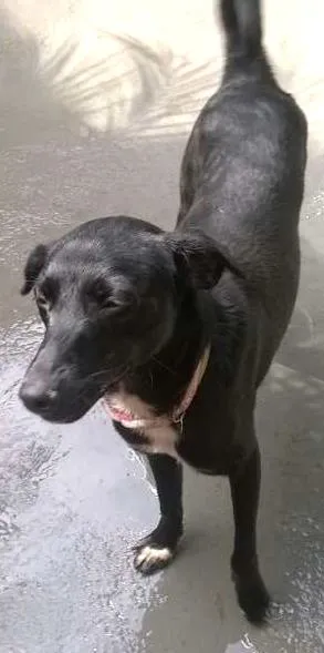 Cachorro raça SRD idade 1 ano nome SAVANA
