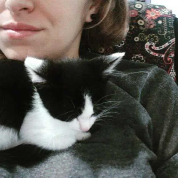 Gato ra a Mestiço idade 2 a 6 meses nome Help