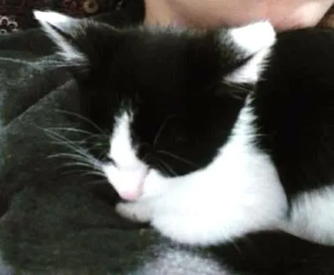 Gato ra a Mestiço idade 2 a 6 meses nome Help