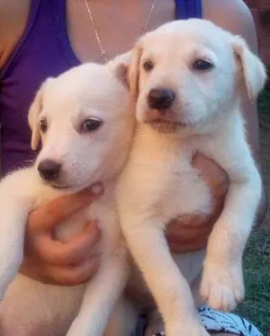 Cachorro raça Vira-lata idade 2 a 6 meses nome Faísca e Espoleta