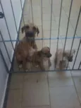 Mili