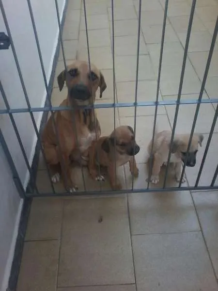 Cachorro ra a Vira Lara idade  nome Mili