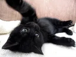Gato raça Preta idade Abaixo de 2 meses nome Não tem nome
