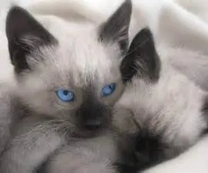 Gato ra a Siamês idade Abaixo de 2 meses nome não tem nome