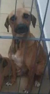 Cachorro raça Vira Lara idade  nome Mili