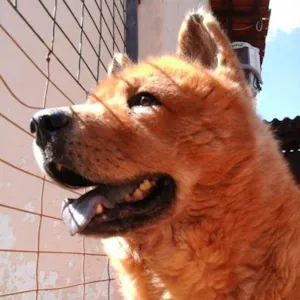 Cachorro raça Chow Chow idade 6 ou mais anos nome RUSSÔ