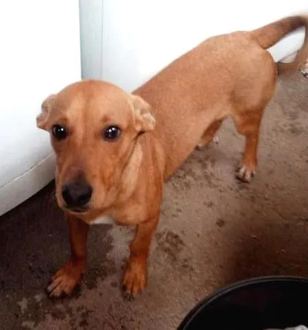 Cachorro ra a vira lata idade 7 a 11 meses nome sem nome