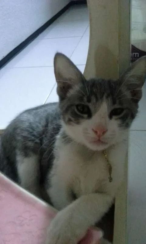 Gato ra a Indefinida idade Abaixo de 2 meses nome Leona