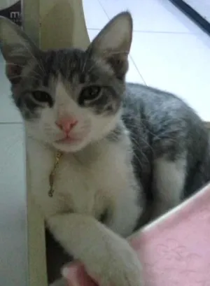 Gato raça Indefinida idade Abaixo de 2 meses nome Leona