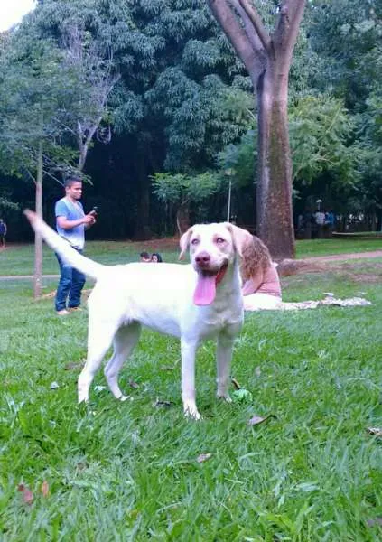 Cachorro ra a Labrador idade 1 ano nome Mel