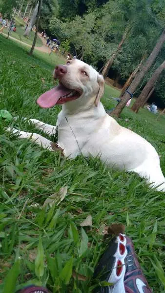 Cachorro ra a Labrador idade 1 ano nome Mel