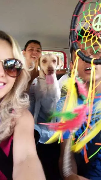 Cachorro ra a Labrador idade 1 ano nome Mel