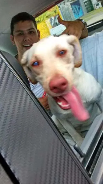 Cachorro ra a Labrador idade 1 ano nome Mel