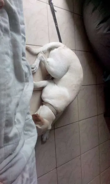 Cachorro ra a Labrador idade 1 ano nome Mel