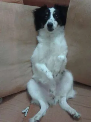 Cachorro raça GOLDEM idade 1 ano nome SUNNY