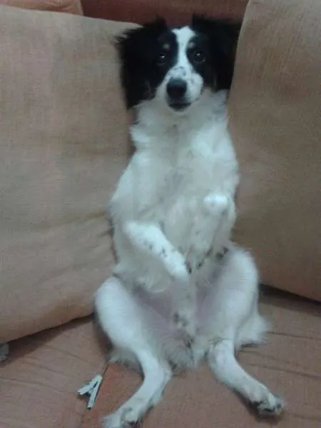 Cachorro ra a GOLDEM idade 1 ano nome SUNNY