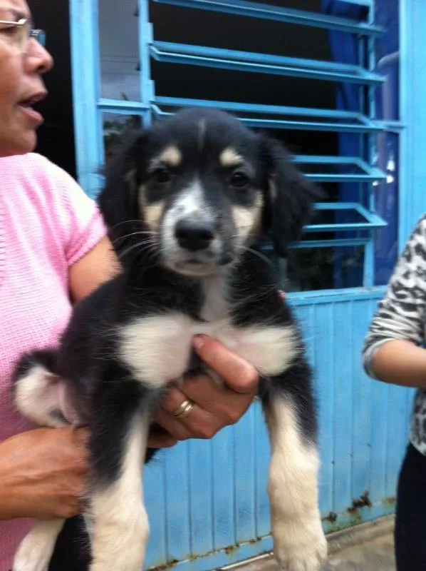 Cachorro ra a Vira-lata idade 2 a 6 meses nome Dênis 