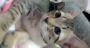 Gato raça SRD idade Abaixo de 2 meses nome Tigrão