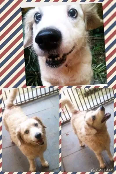 Cachorro ra a vira-lata idade 3 anos nome Bowie