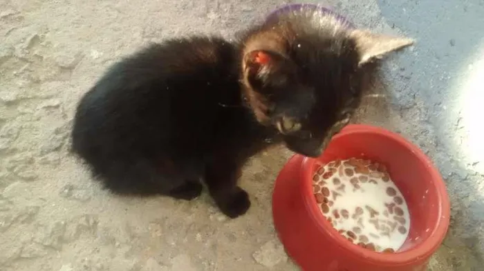 Gato raça Srd idade Abaixo de 2 meses nome Luan
