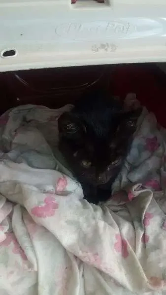 Gato raça Srd idade Abaixo de 2 meses nome Luan